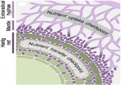 Role of Ectomycorrhizal Symbiosis Behind the Host Plants Ameliorated Tolerance Against Heavy Metal Stress